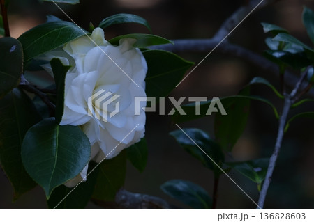 和を象徴する花木 和を象徴する花木 136828603