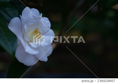 和を象徴する花木 136828607