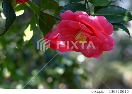 和を象徴する花木 和を象徴する花木 136828610