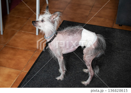 Small Chinese Crested dog wearing a diaper indoors Small Chinese Crested dog wearing a diaper indoors 136828615