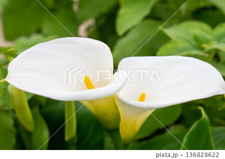 Elegant White Calla Lilies in Bloom Elegant White Calla Lilies in Bloom 136828622