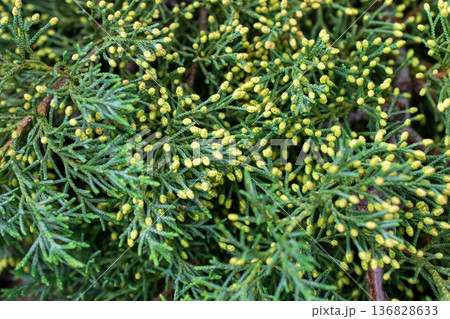 Close-up of Green Conifer Branches with Yellow Pollen Cones 136828633