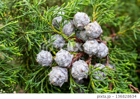 Cypress Branch with Cones and Green Needles 136828634