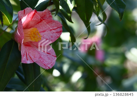 和を象徴する花木 136828645