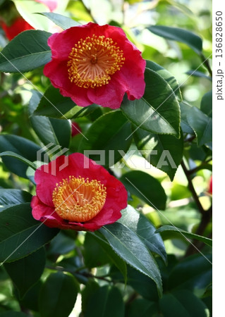 和を象徴する花木 和を象徴する花木 136828650