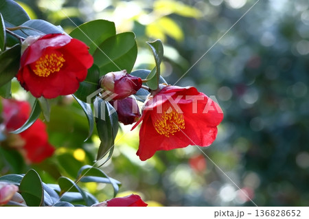 和を象徴する花木 136828652