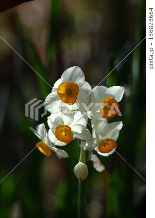 冬の寒い中凛と咲く 136828664