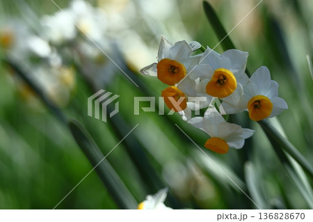 冬の寒い中凛と咲く 136828670