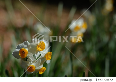 冬の寒い中凛と咲く 136828672