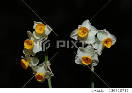 冬の寒い中凛と咲く 136828711