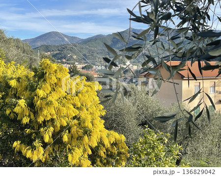 Spring mimosa flowers bloom on tree in courtyard of house in mountains of Italy on a sunny day, Liguria in winter. Traditional buildings. Background for design. 136829042