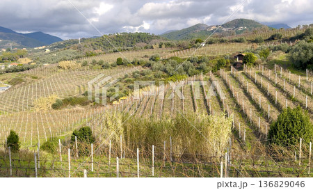 Landscape, panoramic vineyards in fall, winter against backdrop of mountains, blue skies in morning, and traditional houses. Agriculture in northern Italy, Europe. 136829046