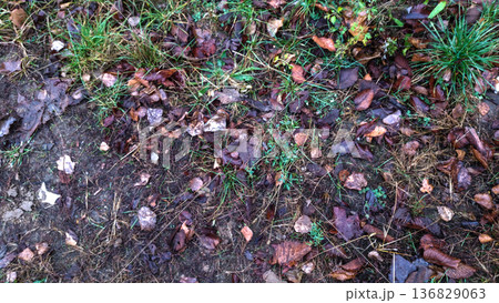 Grass, leaves and debris on the ground. Grass, leaves and debris on the ground. 136829063