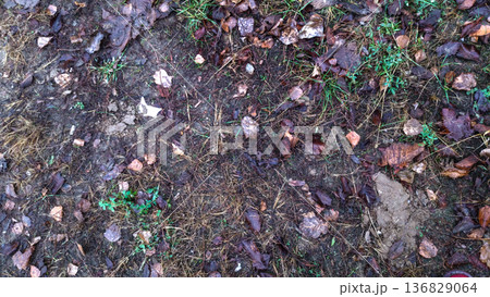 Grass, leaves and debris on the ground. 136829064
