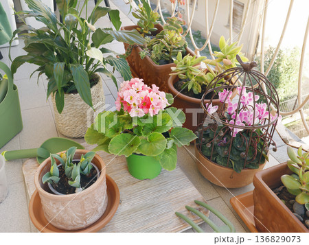 Potted flowers on balcony. Gardening tools. Nature and plant care. Interior design. Potted flowers on balcony. Gardening tools. Nature and plant care. Interior design. 136829073