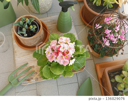 Potted flowers on balcony. Gardening tools. Nature and plant care. Interior design. Potted flowers on balcony. Gardening tools. Nature and plant care. Interior design. 136829076