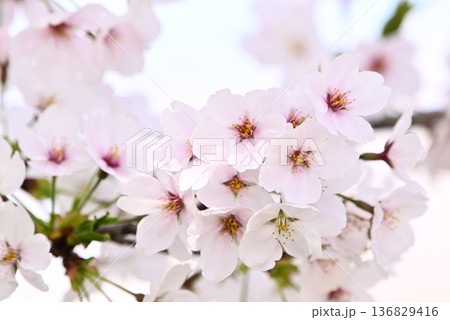 桜の花が咲いています 136829416