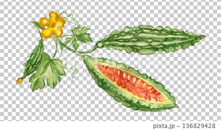 Bitter melon, vine with leaves and flowers, and a cut cucumber with seeds. All hand-painted in watercolor. Design element for the cover of a healthy cooking recipe book and packaging. Bitter melon, vine with leaves and flowers, and a cut cucumber with seeds. All hand-painted in watercolor. Design element for the cover of a healthy cooking recipe book and packaging. 136829428
