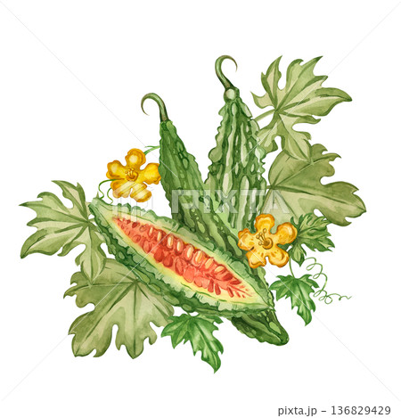 A hand-painted watercolor illustration of bitter melon and momordica for a healthy eating concept. Asian cucumber, arranged with leaves and a flower. A healthy green vegetable for menus and packaging. 136829429
