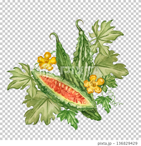 A hand-painted watercolor illustration of bitter melon and momordica for a healthy eating concept. Asian cucumber, arranged with leaves and a flower. A healthy green vegetable for menus and packaging. A hand-painted watercolor illustration of bitter melon and momordica for a healthy eating concept. Asian cucumber, arranged with leaves and a flower. A healthy green vegetable for menus and packaging. 136829429