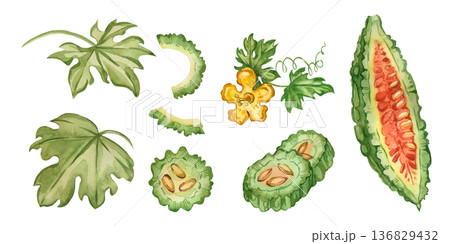 A set of watercolor illustrations of bitter melon, cucumber slices, flowers, and vine leaves. All objects are hand-painted in watercolor. For healthy eating and culinary uses, see green bitter gourd. A set of watercolor illustrations of bitter melon, cucumber slices, flowers, and vine leaves. All objects are hand-painted in watercolor. For healthy eating and culinary uses, see green bitter gourd. 136829432