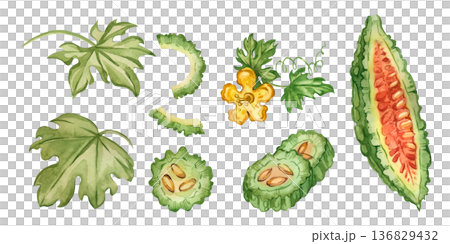 A set of watercolor illustrations of bitter melon, cucumber slices, flowers, and vine leaves. All objects are hand-painted in watercolor. For healthy eating and culinary uses, see green bitter gourd. A set of watercolor illustrations of bitter melon, cucumber slices, flowers, and vine leaves. All objects are hand-painted in watercolor. For healthy eating and culinary uses, see green bitter gourd. 136829432