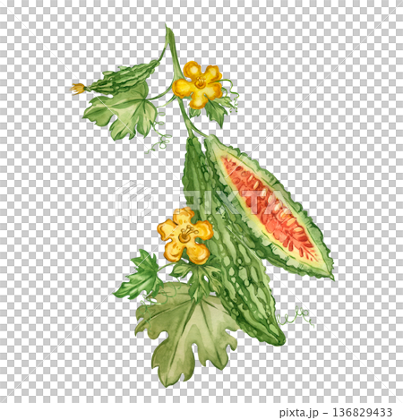 Indian cucumber and bitter melon on a branch with leaves and flowers. All hand-painted in watercolor. For a healthy eating concept design for maintaining health and well-being. Indian cucumber and bitter melon on a branch with leaves and flowers. All hand-painted in watercolor. For a healthy eating concept design for maintaining health and well-being. 136829433