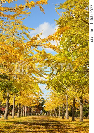 秋晴れの島見緑地公園とイチョウの木々(新潟県新潟市) 秋晴れの島見緑地公園とイチョウの木々(新潟県新潟市) 136829577