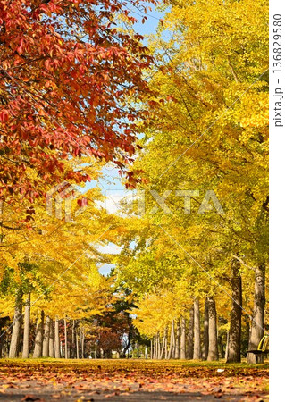 秋晴れの島見緑地公園とイチョウの木々(新潟県新潟市) 秋晴れの島見緑地公園とイチョウの木々(新潟県新潟市) 136829580