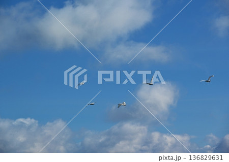 青空を飛ぶ白鳥 福島 青空を飛ぶ白鳥 福島 136829631