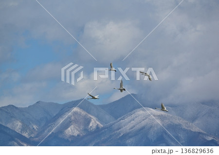 青空を飛ぶ白鳥　福島 136829636