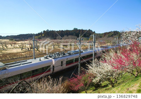 常磐線と梅の花 常磐線と梅の花 136829748