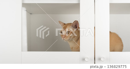 Burmese cat inside cabinet 136829775