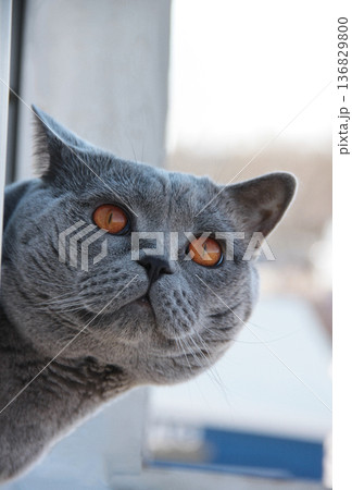 Alert british shorthair cat with orange eyes peeking from window of high rise building closeup portrait. 136829800