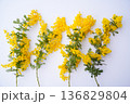 ミモザの切り花 136829804