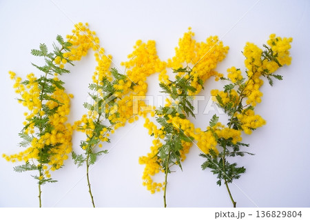 ミモザの切り花 136829804