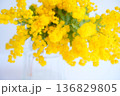 ミモザ、花瓶　 136829805