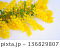 白背景、ミモザの切り花　 136829807