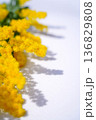 太陽光、ミモザ　 136829808