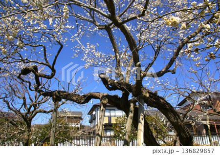 住宅街の梅の花 住宅街の梅の花 136829857