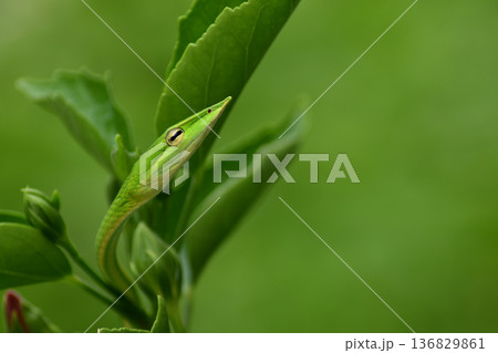 Closeup head of Green snake,Green vine snake ,Long-nosed Whip Snake (Ahaetulla nasuta) in a tree. fresh green on green background 136829861
