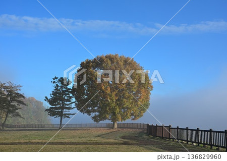 山本山高原に広がる朝靄と紅葉した木の風景(新潟県小千谷市) 山本山高原に広がる朝靄と紅葉した木の風景(新潟県小千谷市) 136829960