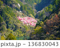 仁淀川町の花桃 136830043