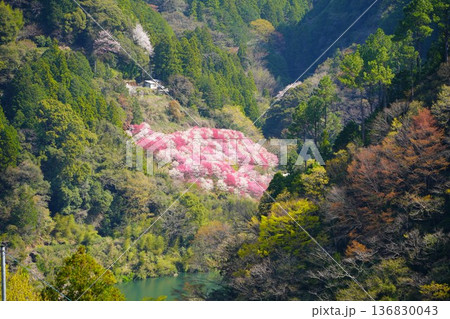 仁淀川町の花桃 136830043