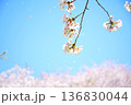 青空、桜、花吹雪 136830044