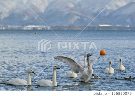 猪苗代湖の白鳥 福島 猪苗代湖の白鳥 福島 136830079