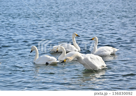 猪苗代湖の白鳥　福島 136830092
