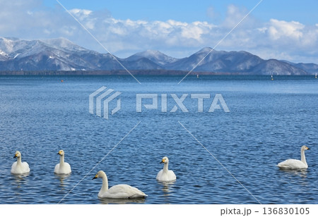 猪苗代湖の白鳥　福島 136830105