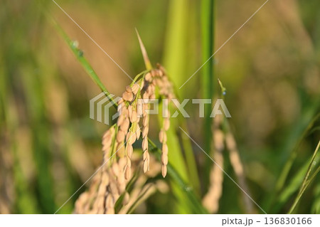 黄金色に輝くコシヒカリ（新潟県新潟市） 136830166