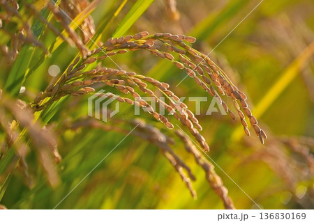 黄金色に輝くコシヒカリ（新潟県新潟市） 136830169